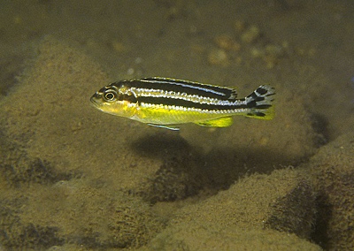 Melanochromis auratus 'Nkomo Reef'